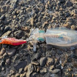 先週に引き続き新子狙い